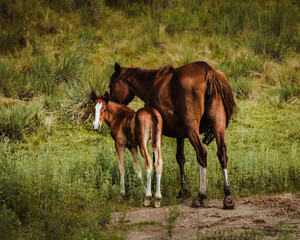 Horses outdoors