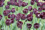 Fototapeta Tulipany - tulipe
