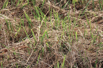 green grass plant nature landscape