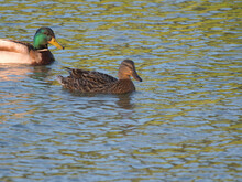 Pair Of Mallard Ducks Swimming Together In A Lake On A Sunny Day