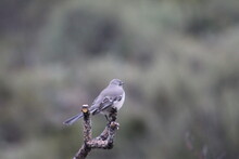 Small Gray Bird On A Limb