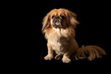 Fototapeta Sawanna - Pekingese dog on black background in studio