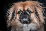Fototapeta Sawanna - Close up photo of pekingese dog on black background