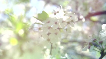 Fotomurales - Spring blossom. Beautiful blooming trees in orchard, cherry spring flowers. Springtime. White flowers on tree blooming close up. 4K UHD slow motion Easter video