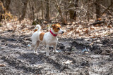 Fototapeta Psy - jack russell terrier on a walk in the woods listening to the sounds.