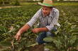 Mature farmer in field with beetroot