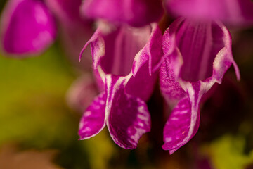 Red dead-nettle in the forest, macro