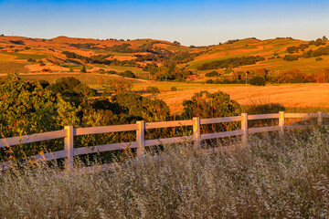 Wall Mural - Landscape at a vineyard in the spring in Napa Valley, California, USA