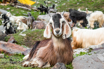 goats resting in the mountains on the hampta pass trek in northern india