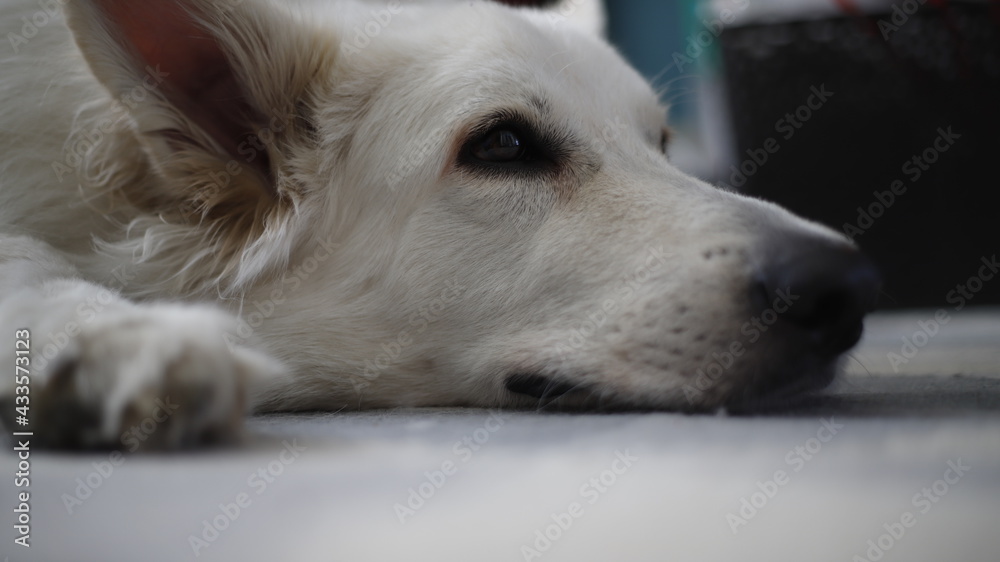 Pies biały owczarek głowa - obrazy, fototapety, plakaty 
