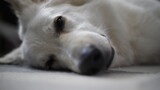 Fototapeta  - Pies biały owczarek głowa