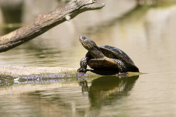 European pond turtle, Emys orbicularis is basking on the sun