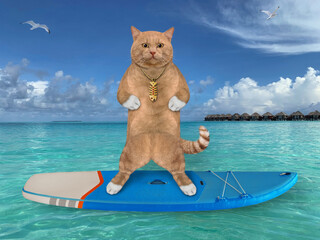 Canvas Print - A reddish cat surfer stands on a surf board in the Maldives.