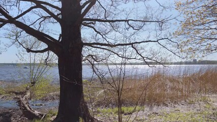 Sticker - Walk between trees along the lake on a sunny spring day. Green young leaves on the trees. Boat on the waves in the sunlight. Yellow reed reed. Latvia