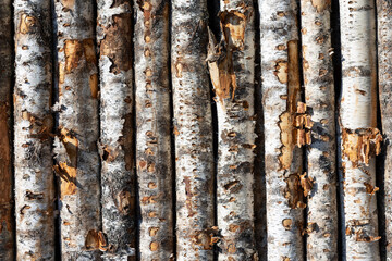 Poster - birch logs in rows. the trees are stacked with stacks. timber