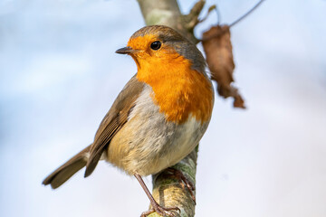 Wall Mural - Robin redbreast ( Erithacus rubecula) bird a British garden songbird with a red or orange breast often found on Christmas cards