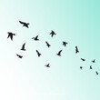 Silhouette Flying Bird Background