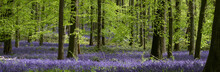Carpet Of Bluebells Growing In The Wild On The Forest Floor Under Beech Trees In Springtime In Dockey Woods, Buckinghamshire UK. 