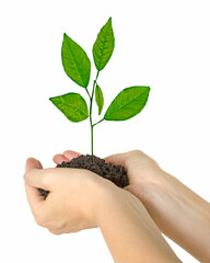 Wall Mural - Tree growing from soil in hand