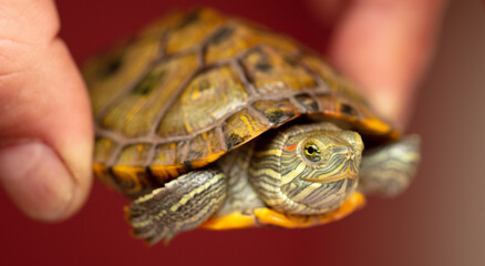 Sticker - Portrait of a turtle in hand.