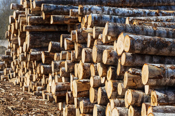 Poster - piles of logs lie outdoors. Timber warehouse