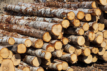 Poster - piles of logs lie outdoors. Timber warehouse