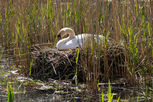 Female White Swan Breeding On A Nest 