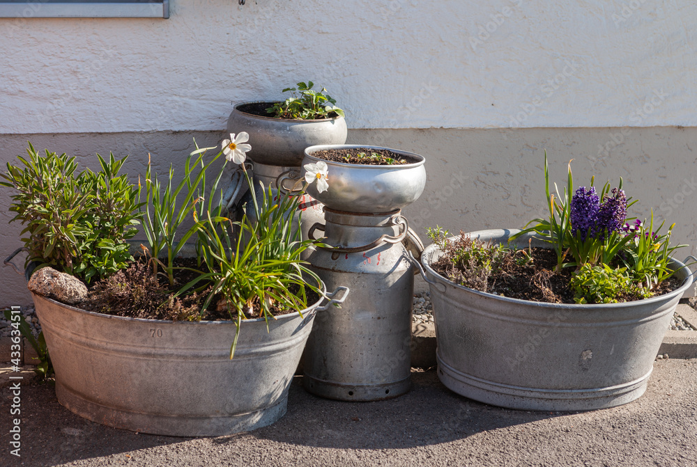 Alte Badewanne aus Blech und Milchkübel als Blumentöpfe