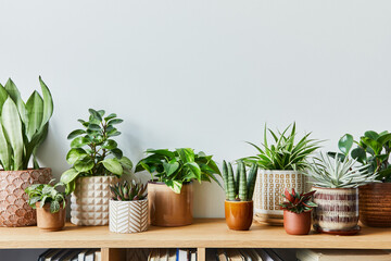 Sticker - Stylish composition of home garden interior filled a lot of beautiful plants, cacti, succulents, air plant in different design pots. Home gardening concept Home jungle. Copy spcae. Template