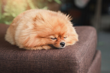 Wall Mural - A cute Pomeranian breed lies on the wooden table, Lovely dog looking on camera, soft-focus on blurry natural background, vintage style