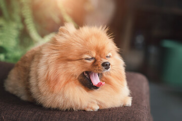 Wall Mural - A cute Pomeranian breed lies on the wooden table, Lovely dog looking on camera, soft-focus on blurry natural background, vintage style