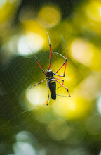 Giant Golden Orb Weaver Weaving A Large Spider Web In The Jungle. Long Red-legged Weavers Back View.