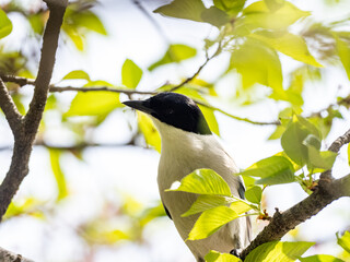 Wall Mural - Low-angle shot of an Azure-winged magpie, Cyanopica cyanus, perched on a tree branch