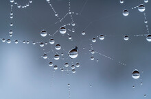 Spiderweb Covered With Raindrops