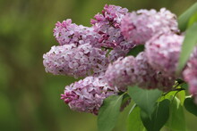 A Flowering Branch Of A Lilac Tree In Springtime
