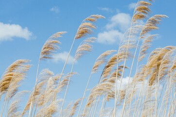 wheat field against sky and wild reed