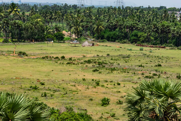 Cultivation greenery field looking awesome greenery with background Power Grid Supply above the field looking awesome.