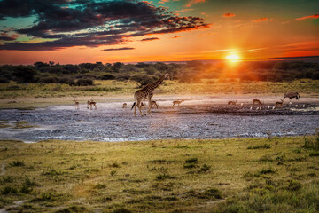 Wall Mural - botswana wildlife