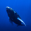 calf humpback whale playing at water surface in deep French Polynesia waters