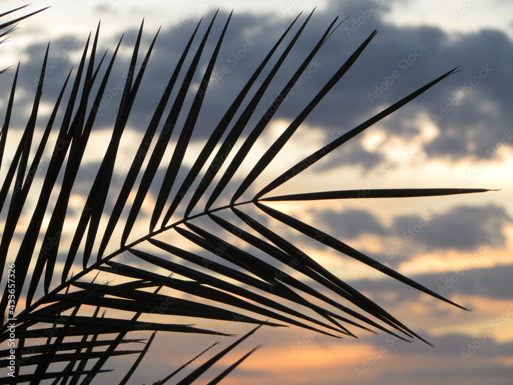 Folha de palmeira ao por do sol / nascer do sol - obrazy, fototapety, plakaty 