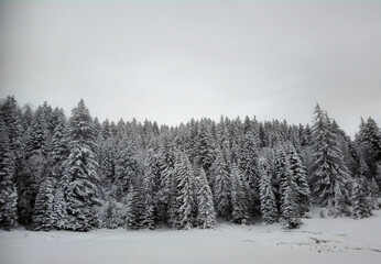 Wall Mural - a forest in the mountains covered by snow