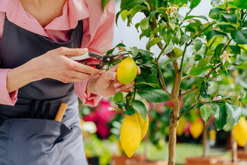 Blond female gardener cultivates lemon tree plant. Take care of greenhouse plant in pots. Scissors and pruning shears for flowers, cut off excess stems or harvesting.