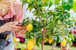 Blond female gardener cultivates lemon tree plant. Take care of greenhouse plant in pots. Scissors and pruning shears for flowers, cut off excess stems or harvesting.