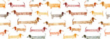 Fototapeta Dziecięca - Watercolor hand drawn seamless pattern with dogs isolated on white background. Long stylized creative cute dachshunds. Artistic creative background.