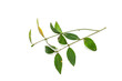 Old, overwintered leaves of ligustrum plant isolated on white background.