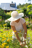 Fototapeta Mapy - Mature female gardener in a white hat with a wide brim taking care of flowers in a beautiful summer garden, vertical
