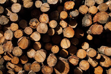 Textured Background Of Cut Firewood In Rows With Uneven Surface And Green Plant Sprigs In Daylight