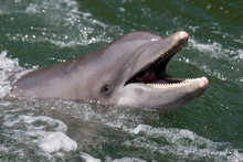 Atlantic Bottlenose Dolphin, Tursiops Truncates, Florida (captive)