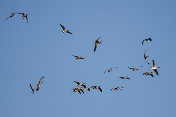 Poster - Whiffling Flock of Canada Geese Coming in for Landing in a Blue Sky