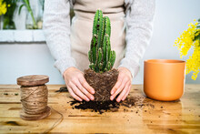 Crop Faceless Young Female Gardener Standing At Wooden Table And Transplanting Exotic Green Cactus Into Clay Pot